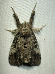 Dasychira vagans
