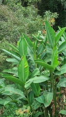 Canna indica