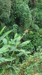 Canna indica