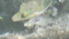 Canthigaster bennetti