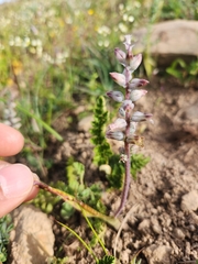 Lachenalia perryae