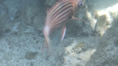 Sargocentron diadema