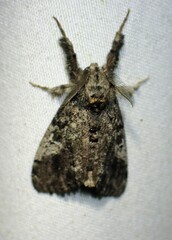 Dasychira vagans