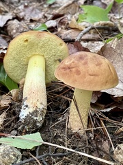 Hemileccinum