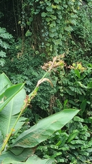 Canna indica