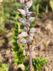 Lachenalia perryae