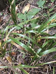 Diarrhena obovata