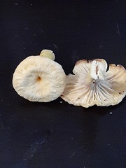 Craterellus ignicolor