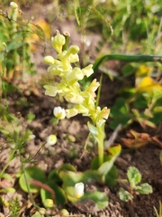 Pterygodium volucris