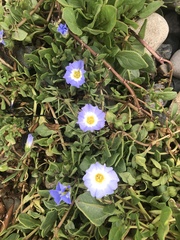 Nolana paradoxa