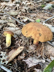 Hemileccinum