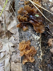 Phaeotremella foliacea