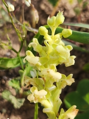 Pterygodium volucris