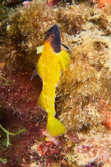 Tripterygion delaisi