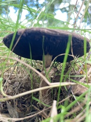 Agaricus augustus