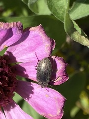 Bothrotes canaliculatus