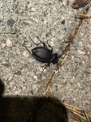 Carabus problematicus
