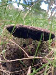 Agaricus augustus