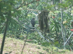 Coragyps atratus