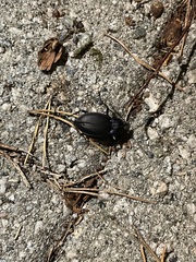 Carabus problematicus