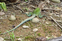 Ameiva ameiva