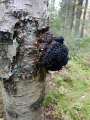 Inonotus obliquus sterilis