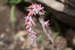 Echeveria strictiflora