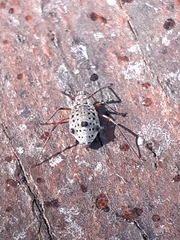 Tuberolachnus salignus