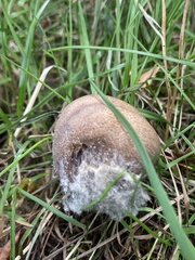 Agaricus augustus