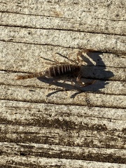 Paruroctonus silvestrii