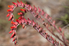 Echeveria strictiflora