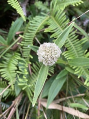 Hedyotis