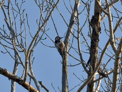 Dendrocopos leucotos