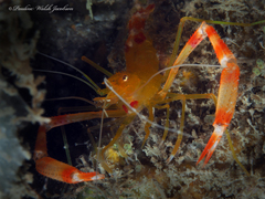 Stenopus scutellatus