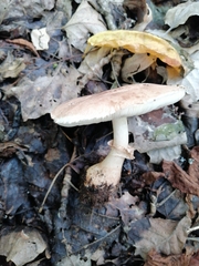 Leucoagaricus pilatianus