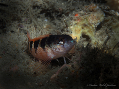 Malacoctenus triangulatus