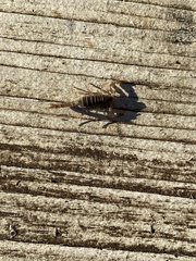 Paruroctonus silvestrii