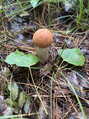 Leccinum vulpinum
