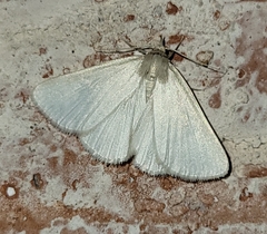 Idia immaculalis