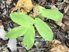 Uvularia grandiflora
