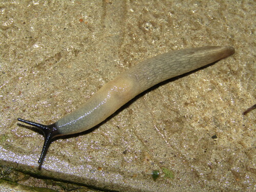Black-headed Slug