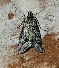 Evergestis simulatilis