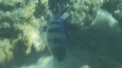 Abudefduf vaigiensis