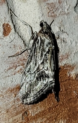 Evergestis simulatilis