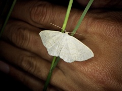 Scopula apicipunctata
