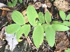 Uvularia grandiflora