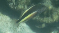Paracirrhites forsteri