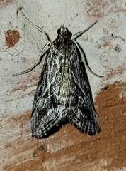 Evergestis simulatilis