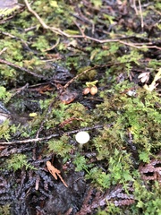 Cuphophyllus virgineus