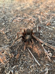 Aphonopelma eutylenum